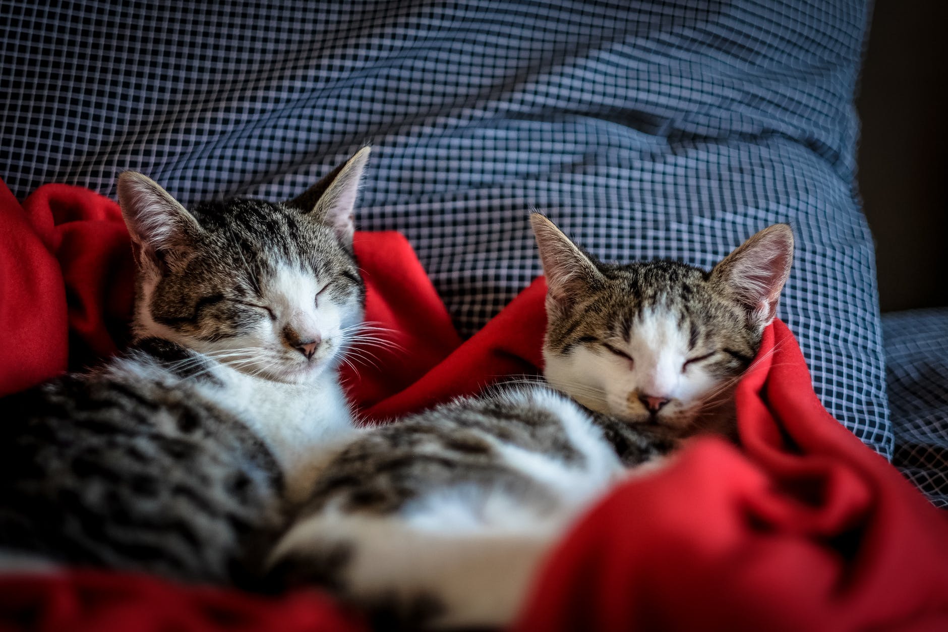 Cats for managing depression: a therapy worth trying